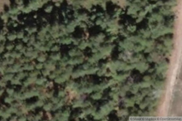 Photo of PINE TRAILS