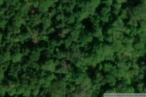 Photo of GLYNN PINES